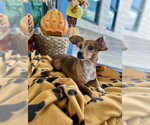PENNY - Female Chiweenie Dog for Adoption - Small photo