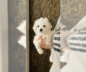 Maltipoo Puppy for sale in COOLIDGE, AZ, USA