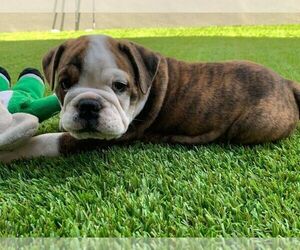 Bulldog Puppy for sale in CHULA VISTA, CA, USA