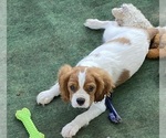 Puppy Blenheim male Cavalier King Charles Spaniel
