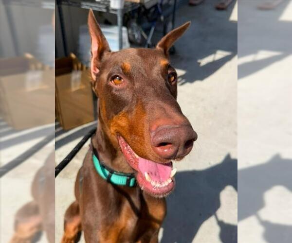 Medium Photo #2 Doberman Pinscher Puppy For Sale in Woodland, CA, USA