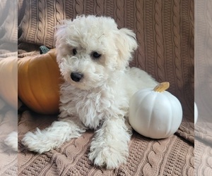 Bichpoo Puppy for sale in TEMPLE, TX, USA