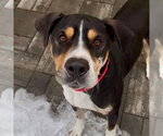 Small #2 Bloodhound Mix