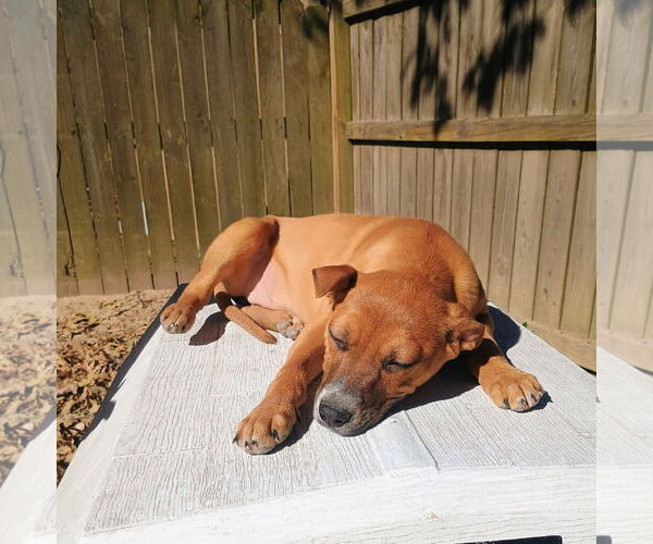 Medium Photo #3 Labrador Retriever-Unknown Mix Puppy For Sale in The Woodlands, TX, USA