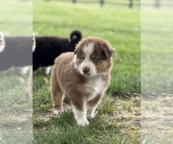 Medium Photo #16 Australian Shepherd Puppy For Sale in SMITHS GROVE, KY, USA