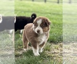 Small Photo #16 Australian Shepherd Puppy For Sale in SMITHS GROVE, KY, USA