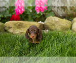 Small #2 Dachshund