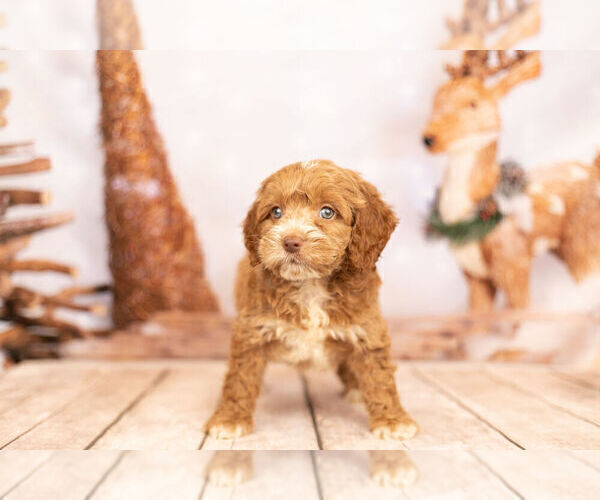 Medium Photo #6 Cocker Spaniel-Poodle (Miniature) Mix Puppy For Sale in WARSAW, IN, USA