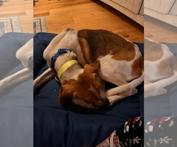 Medium Photo #6 Mutt Puppy For Sale in Rustburg, VA, USA