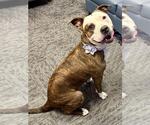 Small #2 American Pit Bull Terrier
