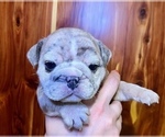 Small #1 Bulldog