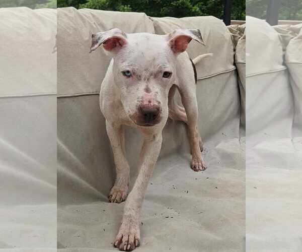 Medium Photo #4 American Pit Bull Terrier-Unknown Mix Puppy For Sale in Binghamton, NY, USA