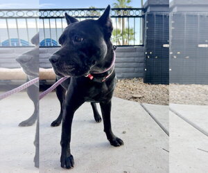 Mutt Dogs for adoption in Goodyear, AZ, USA