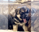 Small Photo #17 German Shepherd Dog Puppy For Sale in BRIGHTON, CO, USA