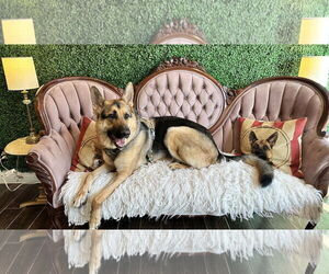 German Shepherd Dog Dogs for adoption in Plantation, FL, USA