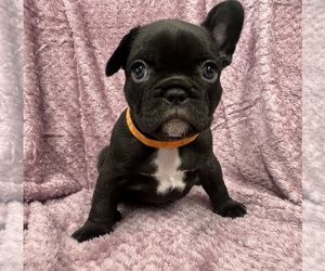 French Bulldog Puppy for sale in THORNTON, CO, USA