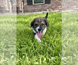 Labrador Retriever-Unknown Mix Dogs for adoption in The Woodlands, TX, USA