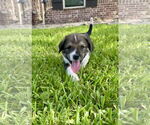Small Labrador Retriever Mix