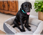Small #2 Labrador Retriever