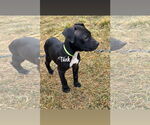 Small American Staffordshire Terrier