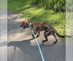 Small #6 American Staffordshire Terrier-German Shepherd Dog Mix