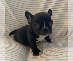French Bulldog Puppy for sale in JOHNS ISLAND, SC, USA