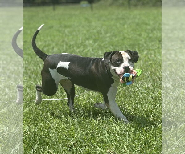 Medium Photo #7 American Pit Bull Terrier-Unknown Mix Puppy For Sale in Virginia Beach, VA, USA