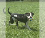 Small #6 American Pit Bull Terrier Mix