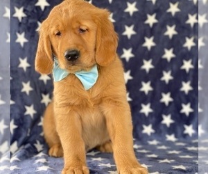 Golden Retriever Puppy for sale in LANCASTER, PA, USA