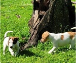 Puppy Puppy 3 Parson Russell Terrier