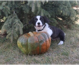 Cardigan Welsh Corgi Puppy for sale in LIVERMORE, CO, USA