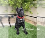 Puppy RED collar Cane Corso
