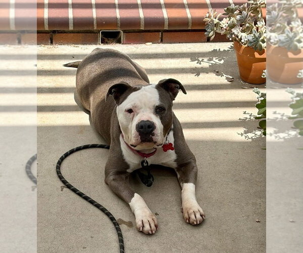 Medium Photo #15 American Staffordshire Terrier-Unknown Mix Puppy For Sale in Lake Forest, CA, USA