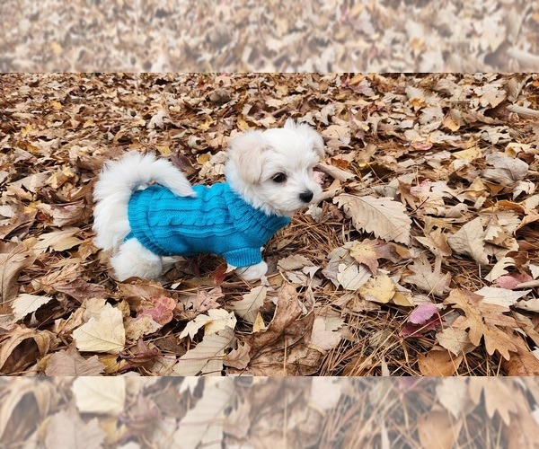 Medium Photo #5 Maltese Puppy For Sale in CHESAPEAKE, VA, USA