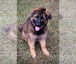 Small #1 German Shepherd Dog