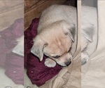 Small Photo #3 Chipin Puppy For Sale in CRESWELL, OR, USA