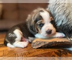 Image preview for Ad Listing. Nickname: Stella