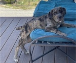 Small Photo #30 Boxer-Poodle (Standard) Mix Puppy For Sale in WEST POINT, VA, USA