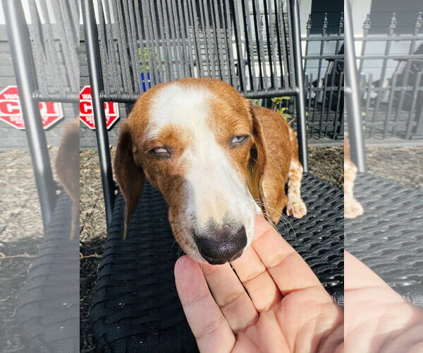 Medium Photo #3 Dachshund Puppy For Sale in York, SC, USA