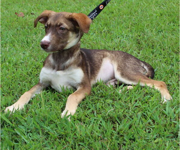 Medium Photo #2 Huskies -Unknown Mix Puppy For Sale in Prattville, AL, USA