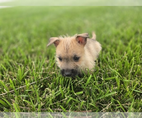 Medium Photo #9 Cairn Terrier Puppy For Sale in CARLYLE, IL, USA