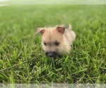 Small #8 Cairn Terrier