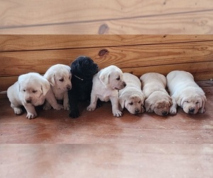 Labrador Retriever Puppy for sale in LAFAYETTE, TN, USA