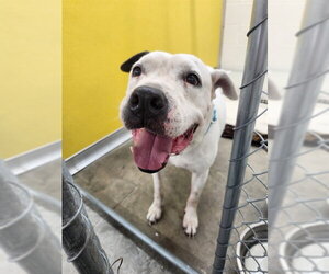 Staffordshire Bull Terrier-Unknown Mix Dogs for adoption in Temple, TX, USA