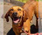 Small #5 Coonhound Mix
