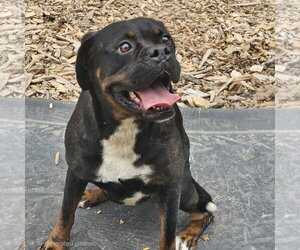 Wiggles - Female Bulldog Dog for Adoption - Photo #2