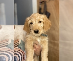 Goldendoodle Puppy for Sale in METHUEN, Massachusetts USA