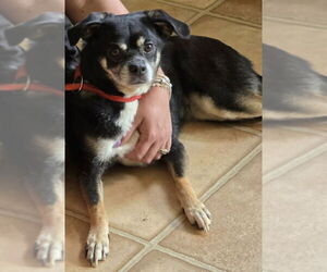 Pug-Unknown Mix Dogs for adoption in Westwood, NJ, USA