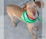 Small #1 Labrador Retriever-Retriever  Mix