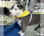 Small #3 American Staffordshire Terrier Mix